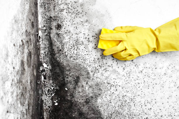 Best Residential Mold Removal  in Spicer, MN