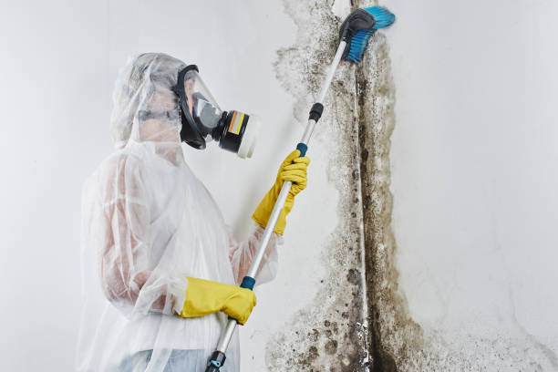 Best Toxic Mold Removal  in Spicer, MN