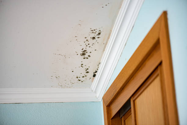 Professional Mold Removal in Spicer, MN
