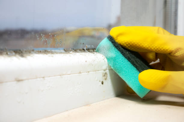 Best Attic Mold Removal  in Spicer, MN