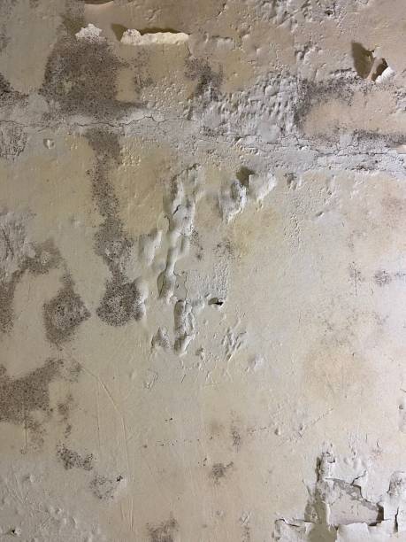 Best Local Mold Removal Service  in Spicer, MN
