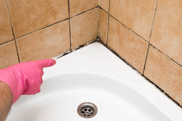 Best Mold Damage Repair  in Spicer, MN