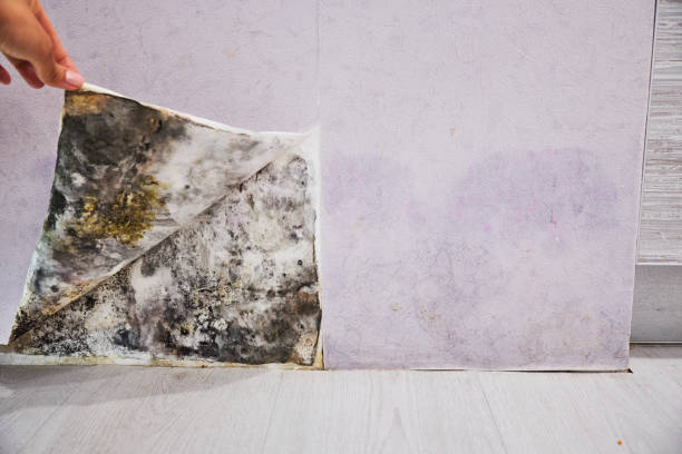 Best Commercial Mold Removal  in Spicer, MN